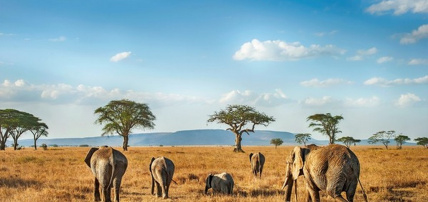 Hôtel SBH Kilindini Resort 5* + Safari 2 nuits, Combiné Tanzanie, Zanzibar par Ôvoyages Hôtel SBH Kilindini Resort 5* + Safari 2 nuits, Combiné Tanzanie, Zanzibar par Ôvoyages